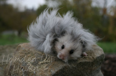 Gunner- Dark Grey Umbrous Longhaired Male Syrian Hamster